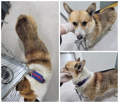 논산시 동물보호센터_444454202400828